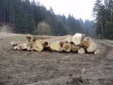 výrub drevín